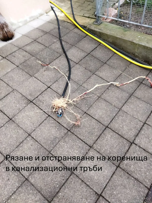 Коренища